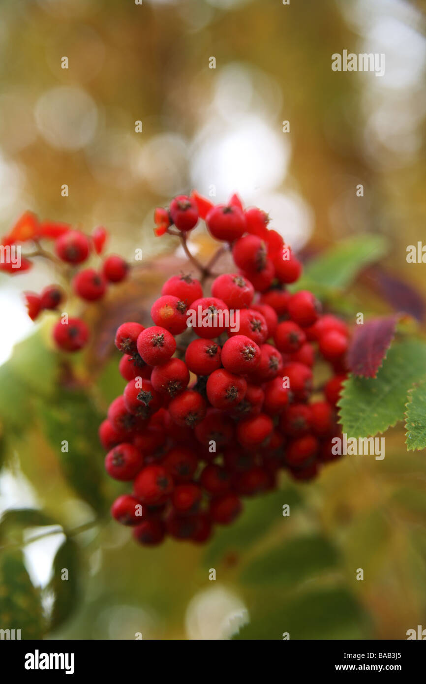 Bunched red berries hi-res stock photography and images - Alamy