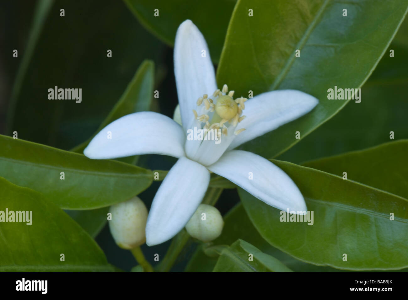 Orange Blossom, foliage on branch. Stock Photo