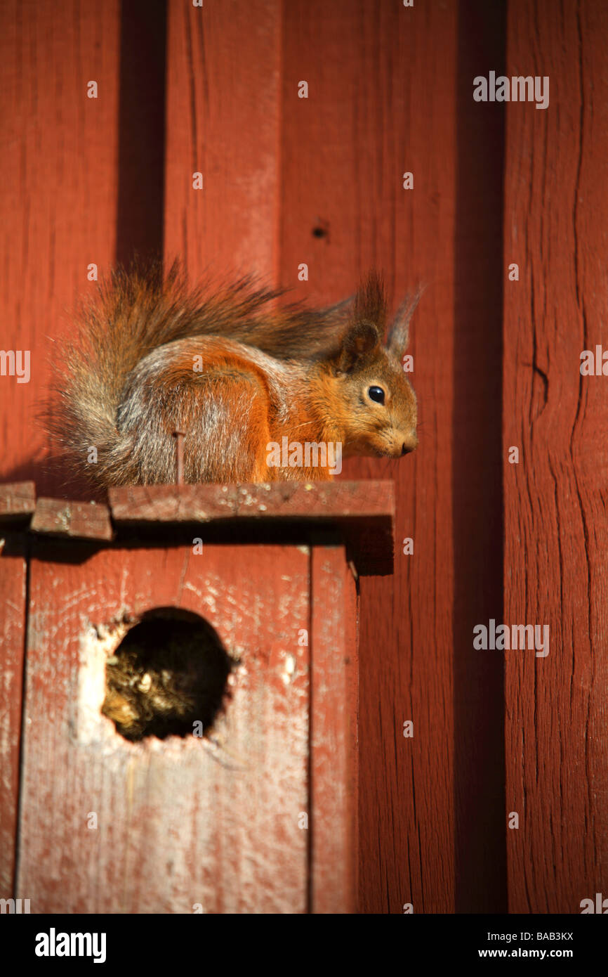 A squirrel on a nesting box Sweden Stock Photo Alamy