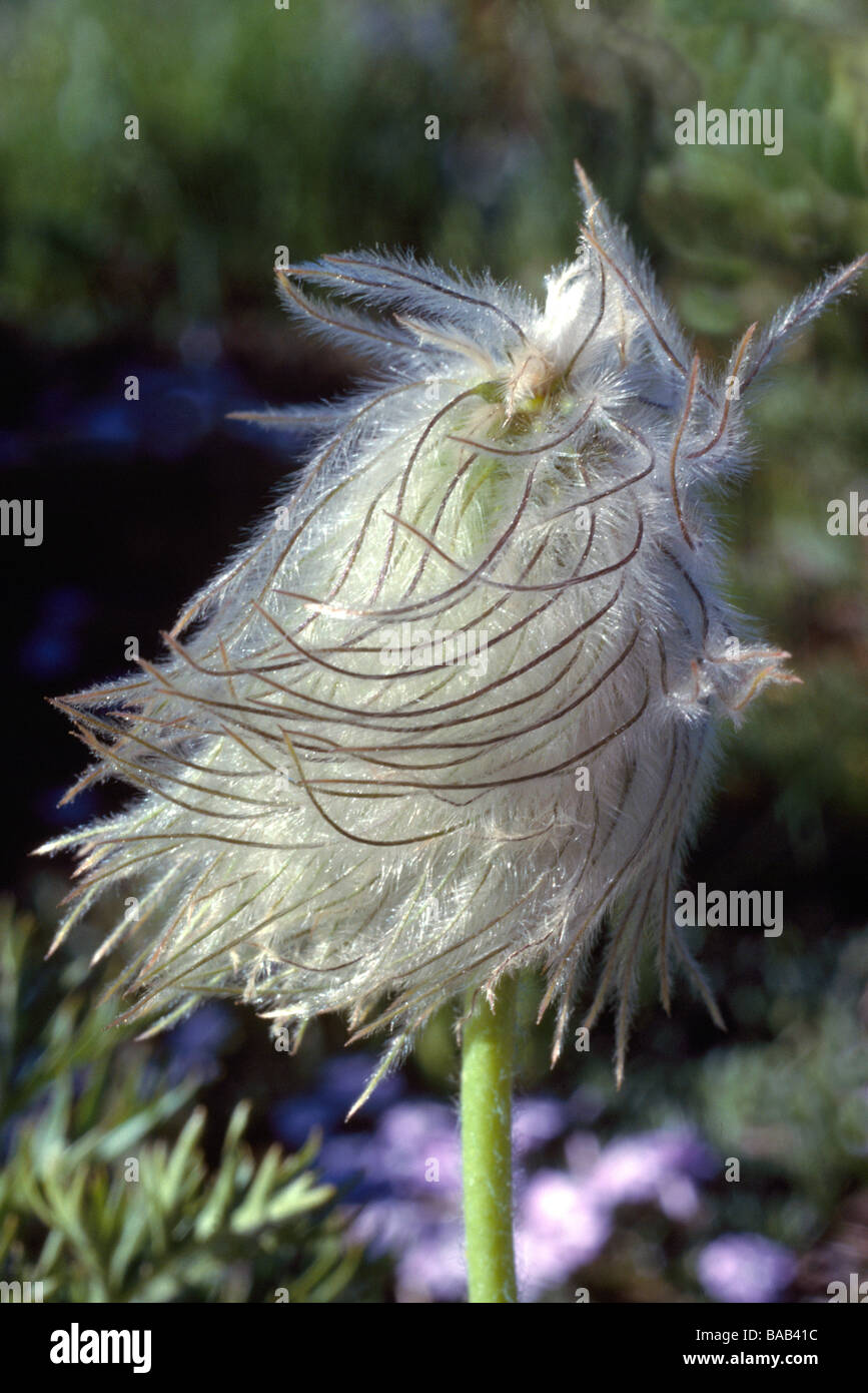 Canadian anemone hires stock photography and images Alamy