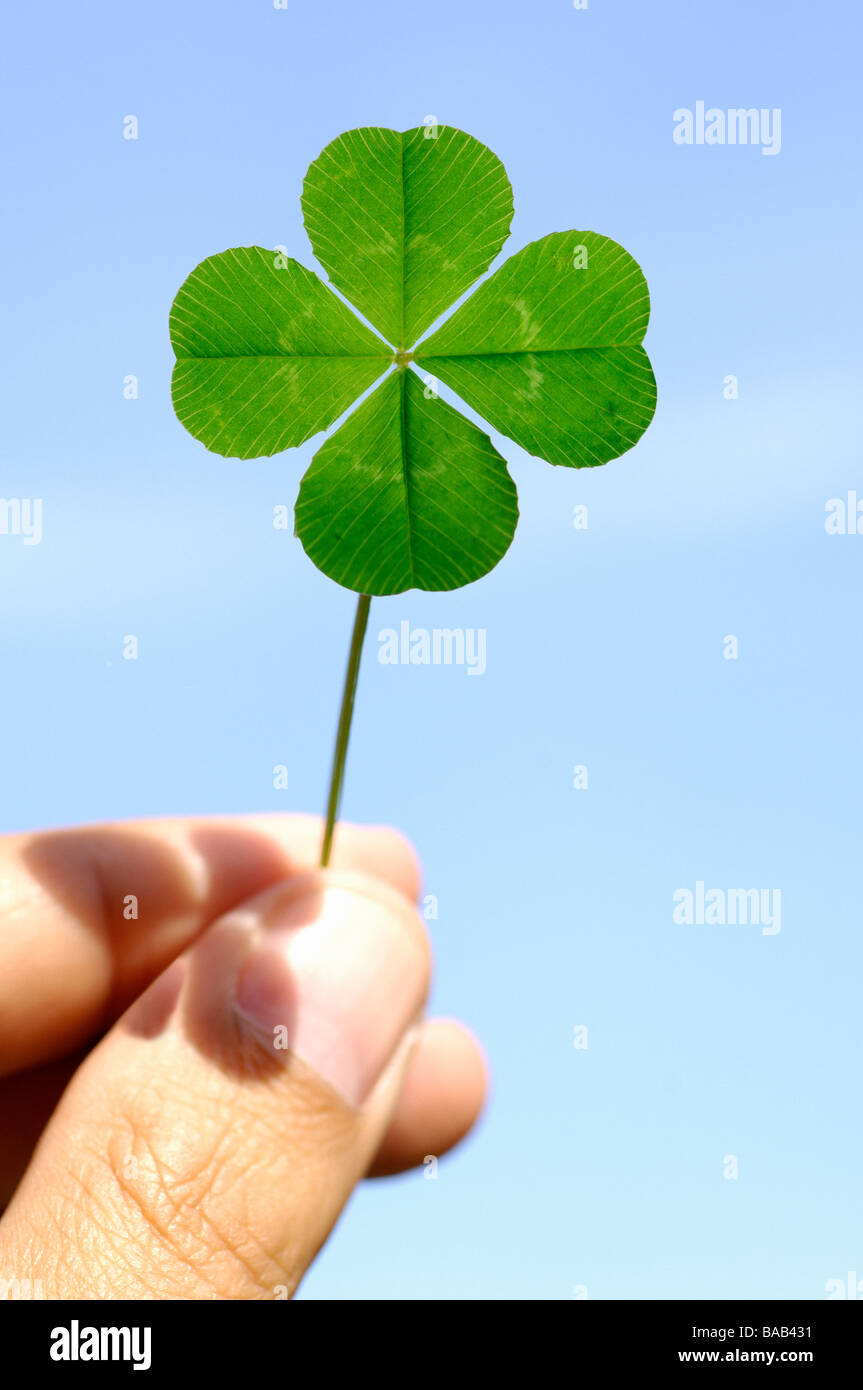 Hand holding a four-leaf clover, Sweden. Stock Photo