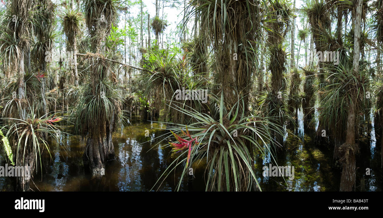 Wild Pine or Quill Leaf air plant flowers in bald cypress tree hammock