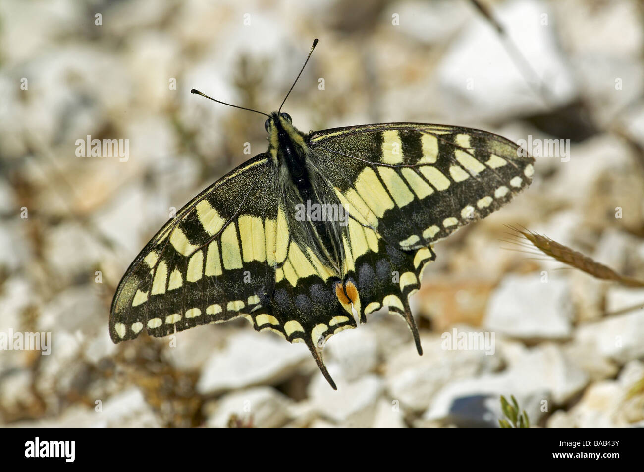 Swallowtail Butterfly wings open Stock Photo