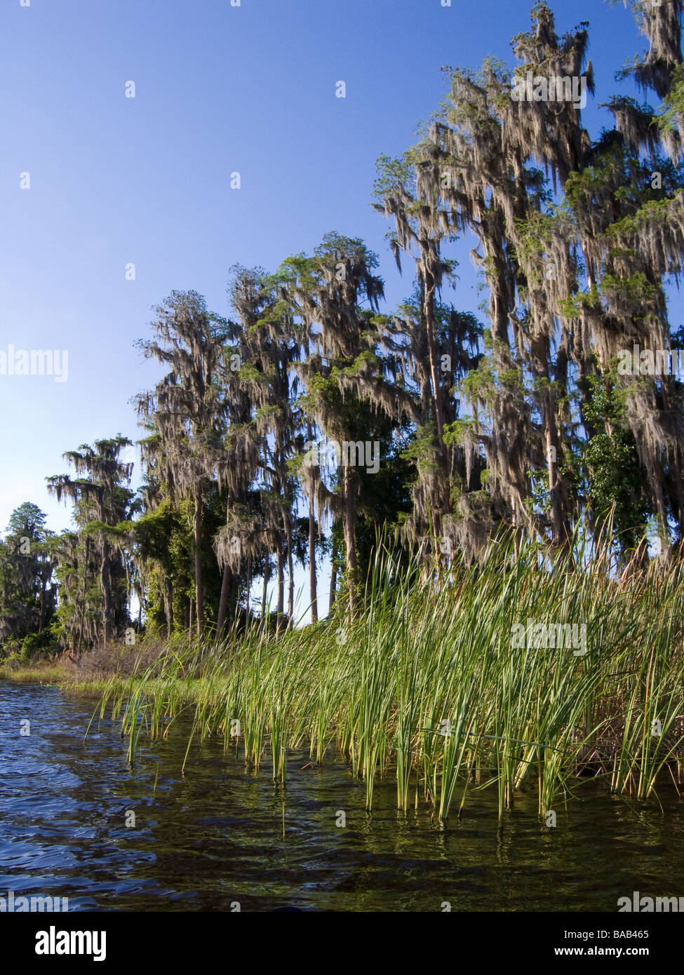 Bald Cypress trees draped with Spanish Moss along shore Lake Louisa State Park Clermont Florida Stock Photo