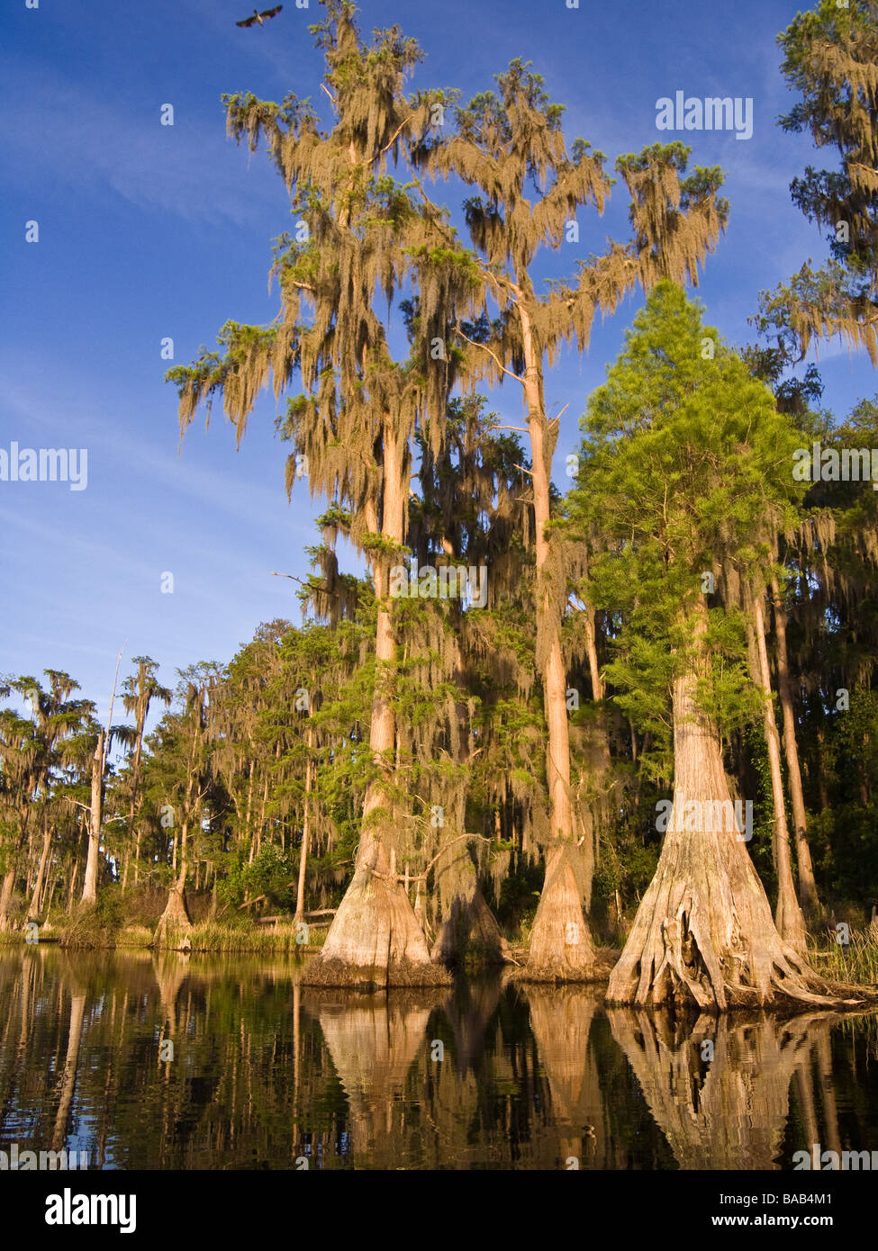 Bald Cypress trees draped with Spanish Moss along shore, Lake Louisa