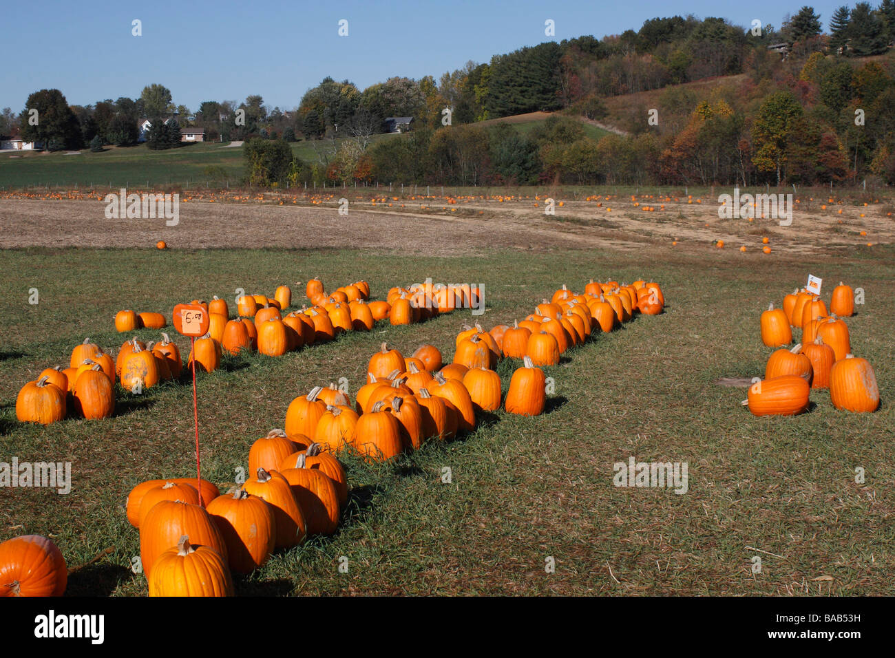 Hocking Hills view of Autumn harvested pumpkins on a field outdoor ...