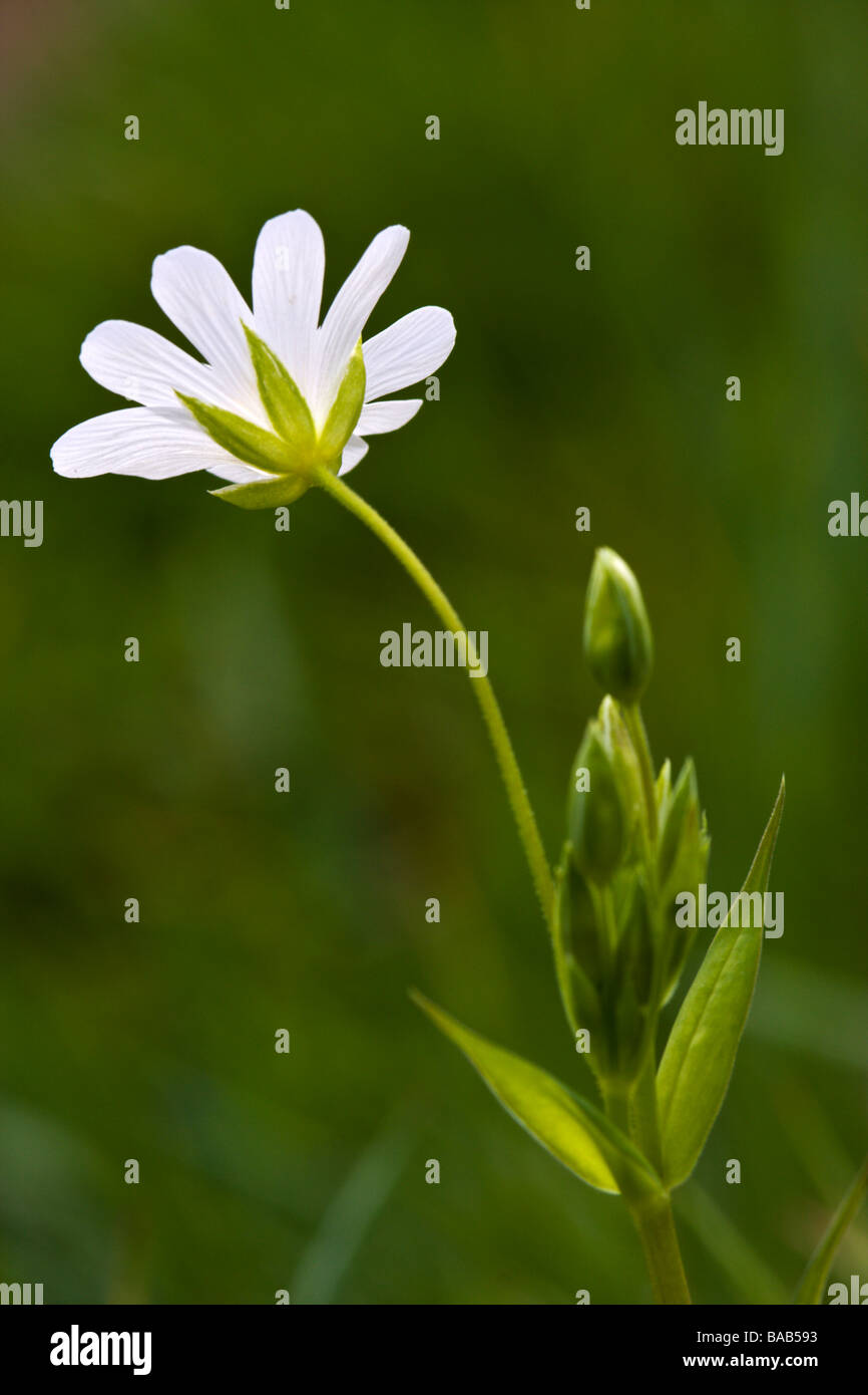 Spring stitchwort hi-res stock photography and images - Alamy