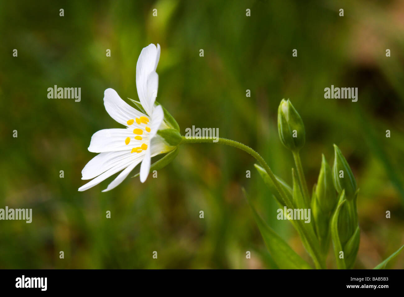 Stitchwort wild spring flower hi-res stock photography and images - Alamy