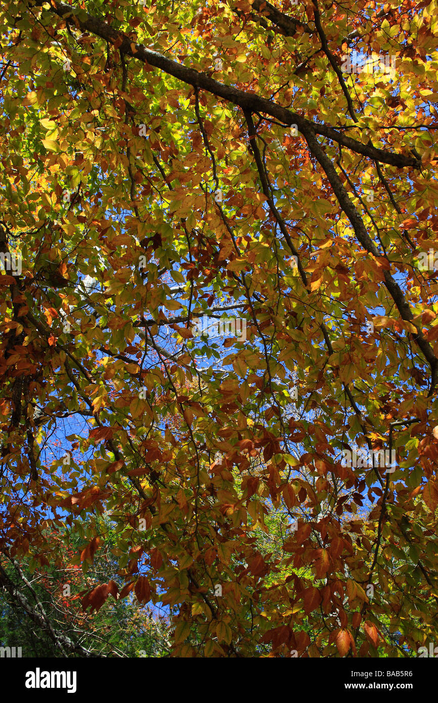 Yellow leaves on the branches of tree in Autumn detail of close up low ...