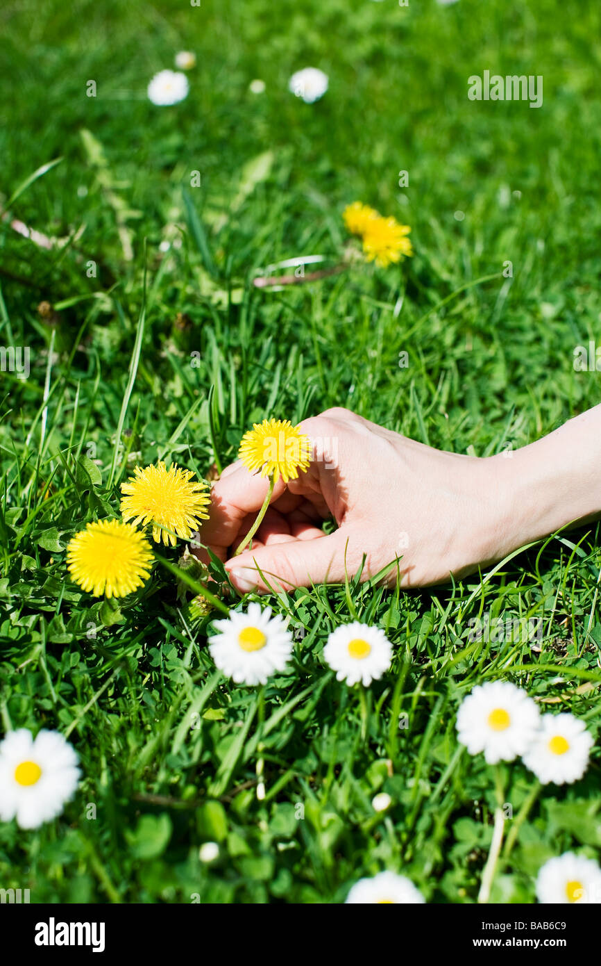 Hand Picking Flowers High Resolution Stock Photography and Images - Alamy