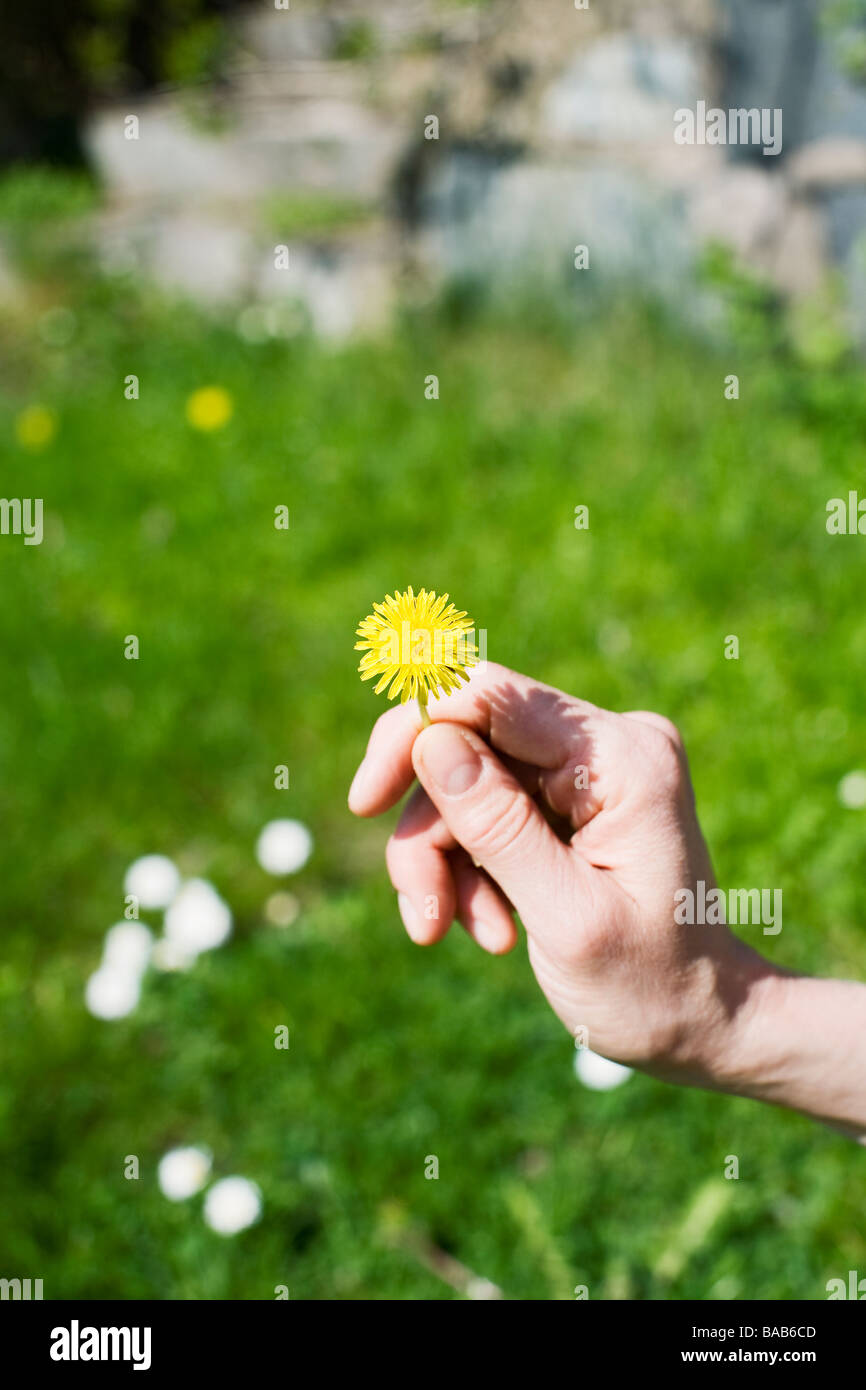 Hand Picking Flowers Sweden Stock Photo Alamy