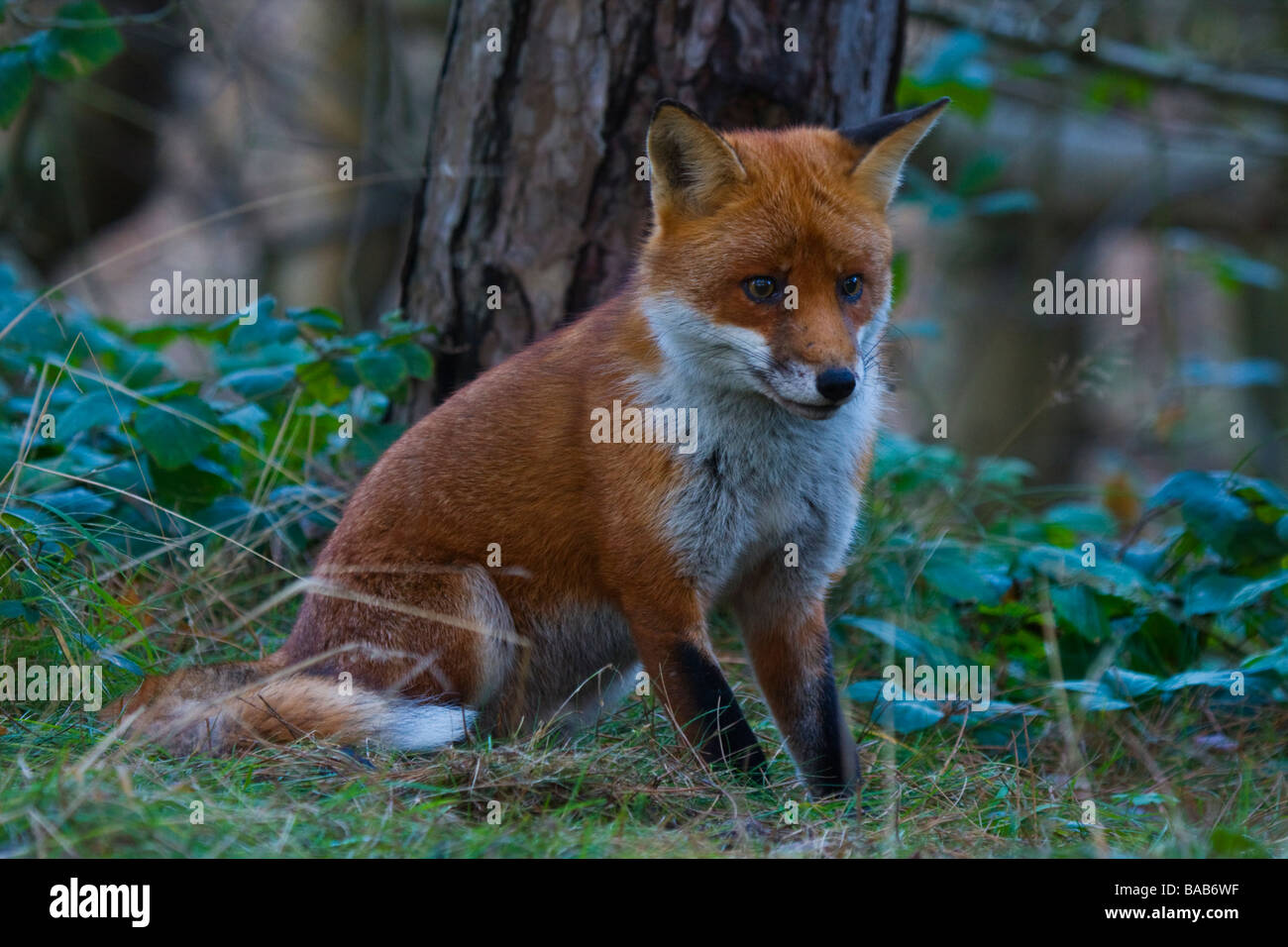 dog Fox portrait (vulpus vulpus) Stock Photo