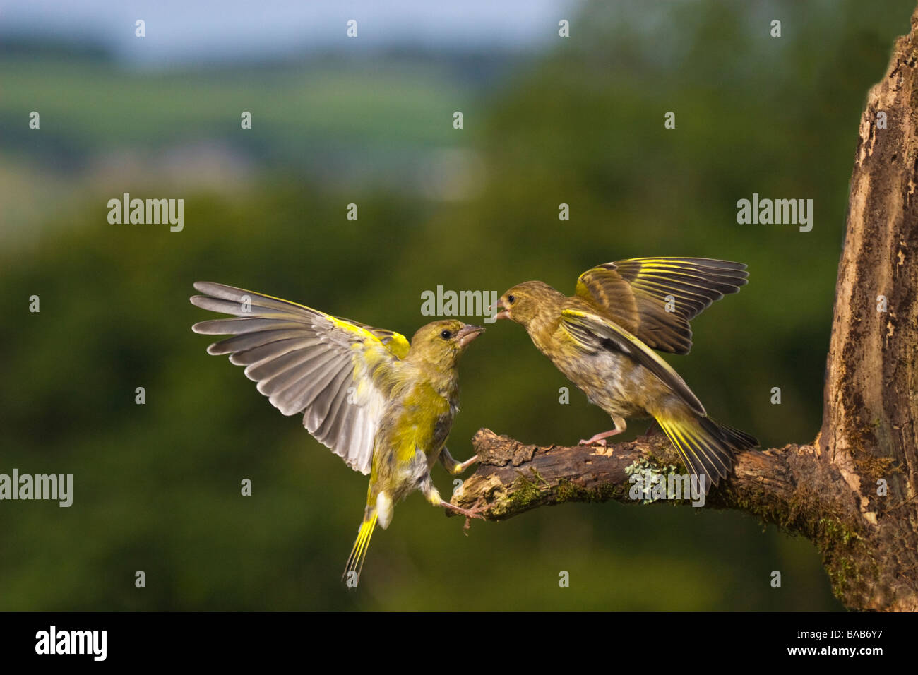 A pair of Greenfinches sparring Stock Photo