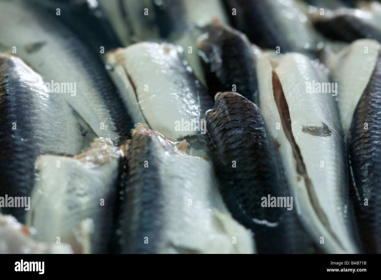 Fresh flying fish (The Exocoetidae) at Oistins Fish Market or now is