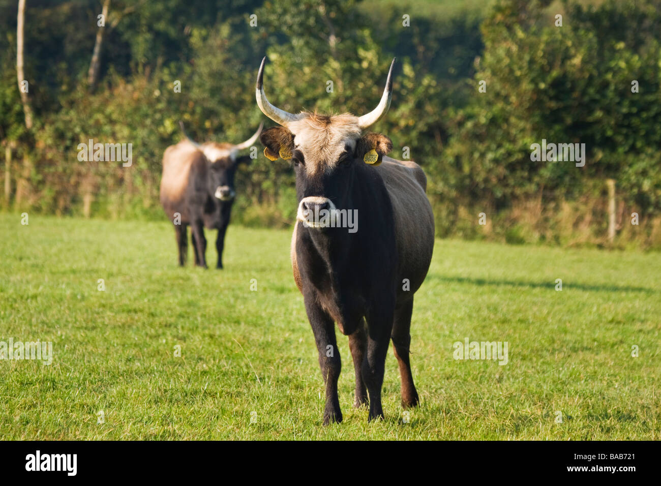 Heck cattle in field Stock Photo