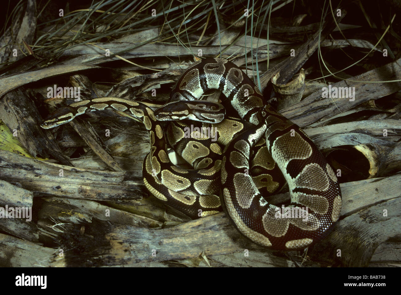 Pair of royal python Stock Photo