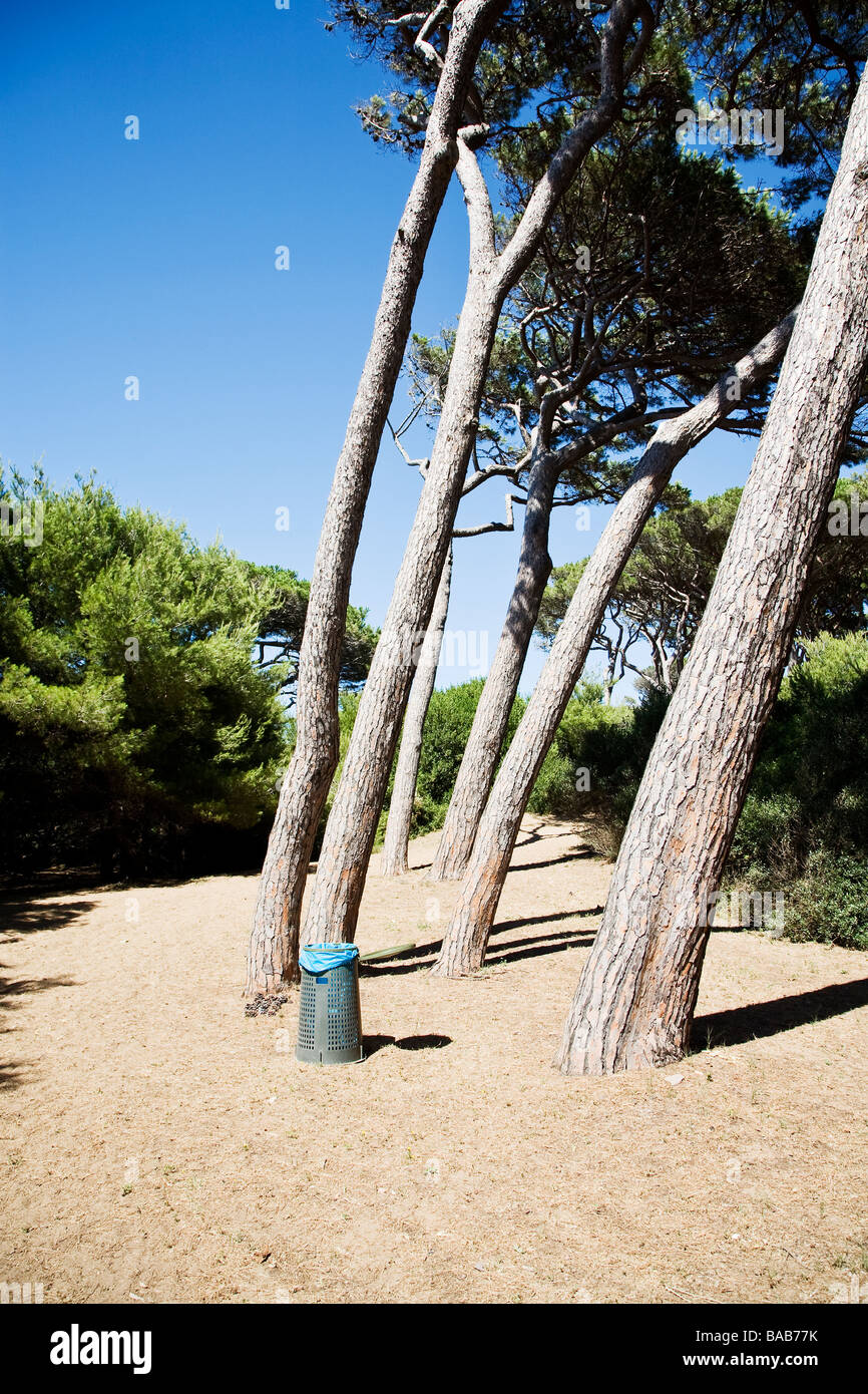 Sandpapper Tree Sand paper tree hi-res stock photography and images - Alamy