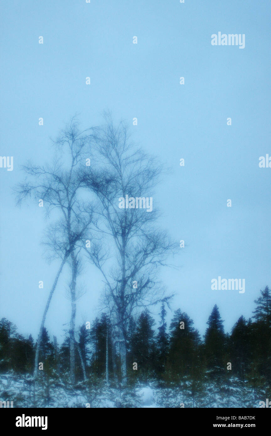 Trees In The Winter Landscape Sweden Stock Photo - Alamy