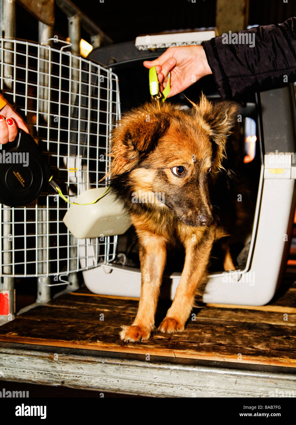 A Dog Coming Out From A Travelling Cage Stock Photo