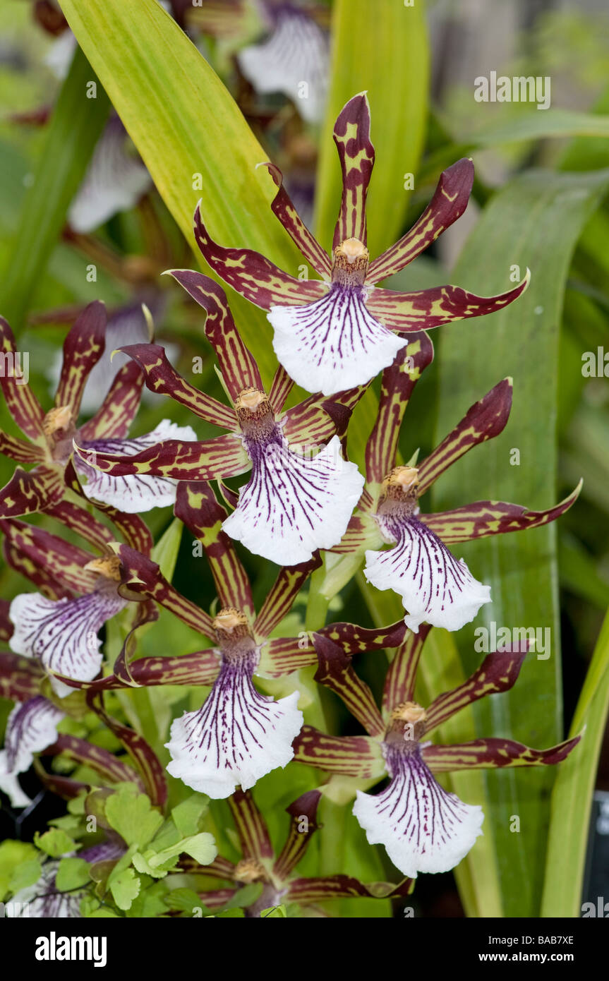 Orchid: Zygopetalum crinitum Stock Photo