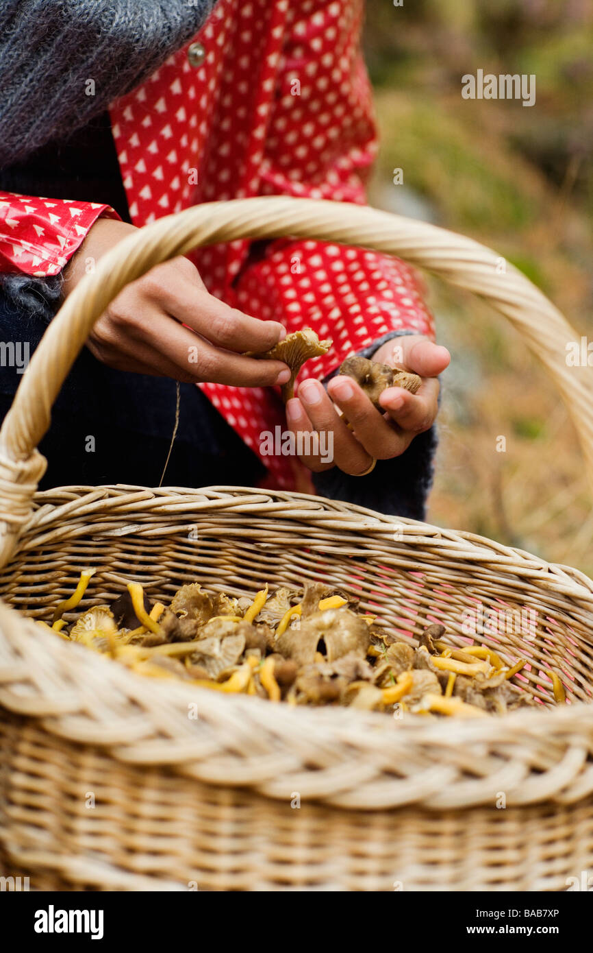 Mushrooms in a basket, Sweden. Stock Photo