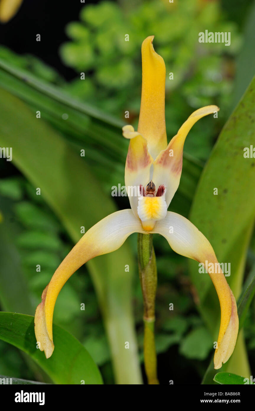 Orchid: Maxillaria luteo alba Stock Photo