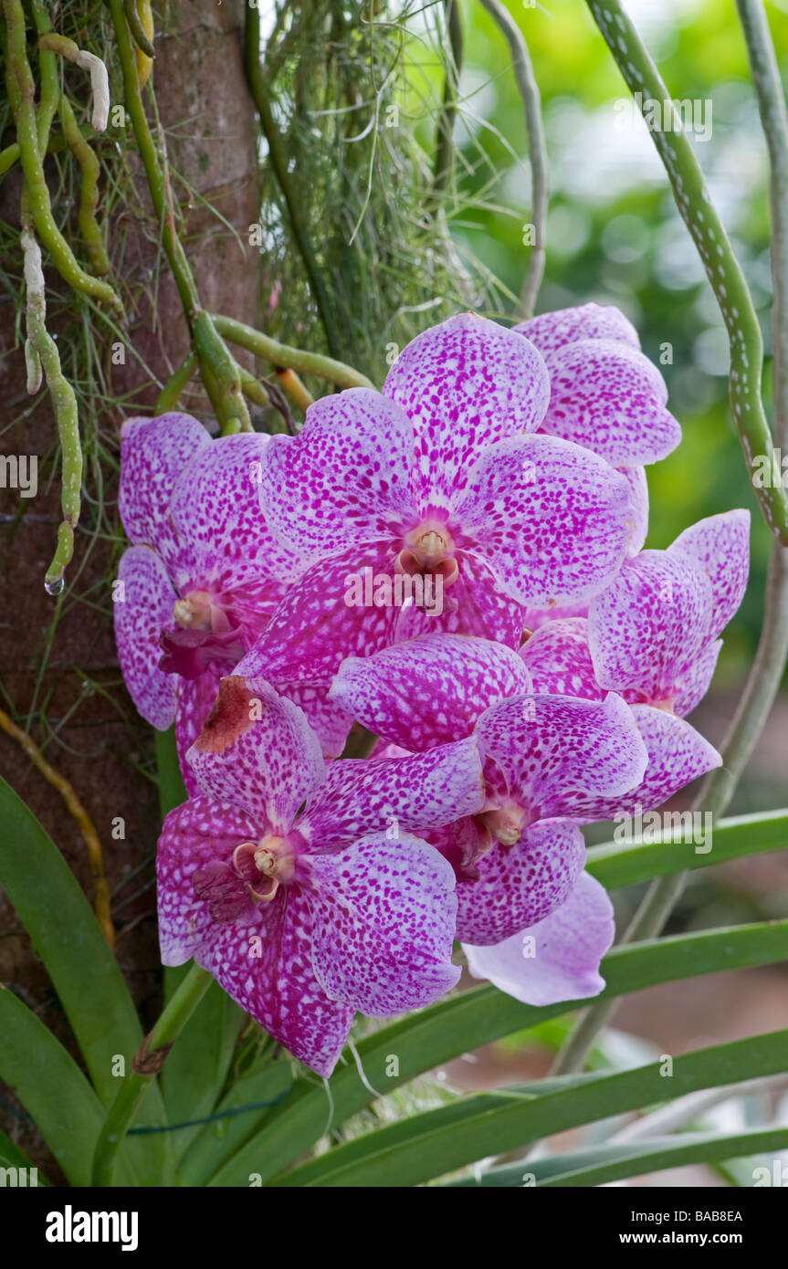 Orchid: Vanda sanderiana x Gordon Dillon Stock Photo