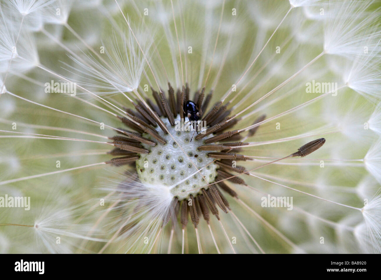 Small insect in dandelion seeds Stock Photo
