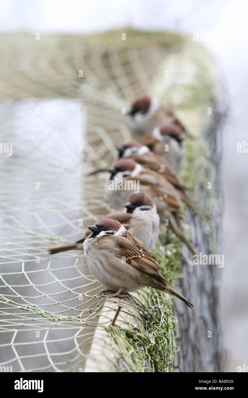 Sparrows sitting on fence Stock Photo