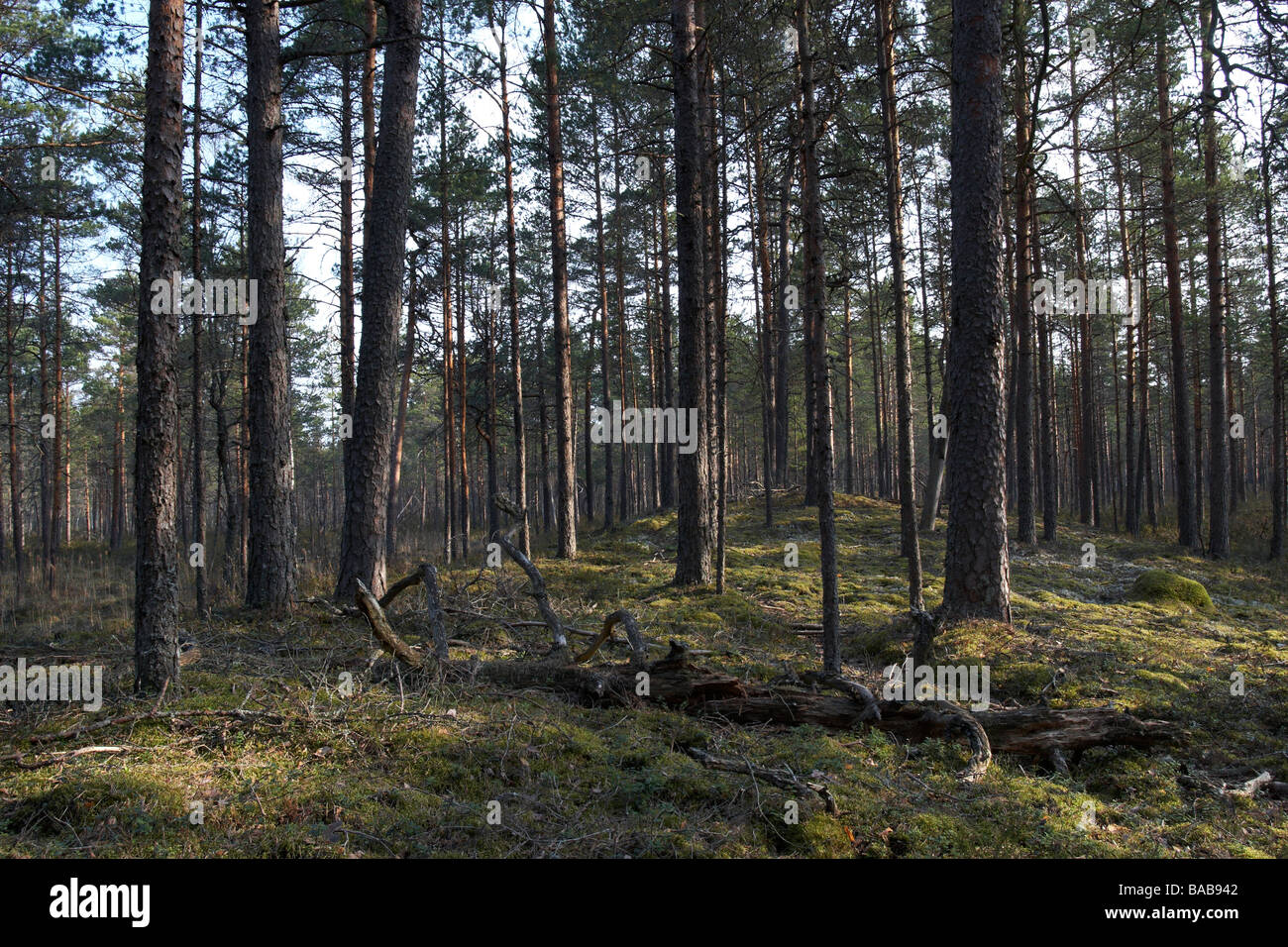Pine forest in Estonia Stock Photo