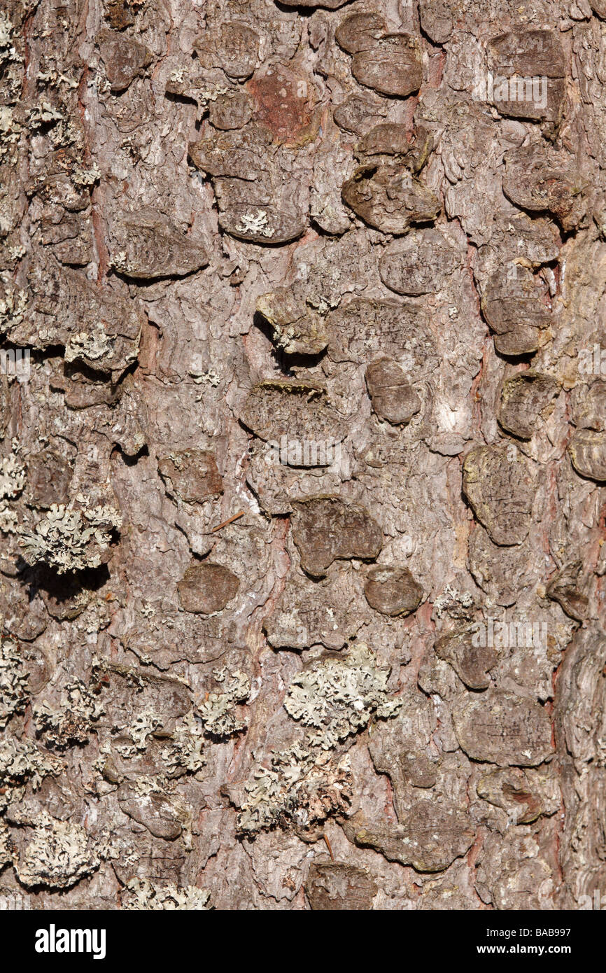 Close-up of tree bark Stock Photo