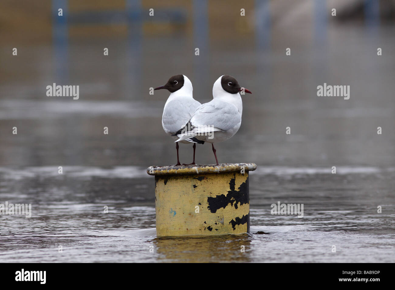 Two gulls sitting side by side looking at opposite directions Stock Photo