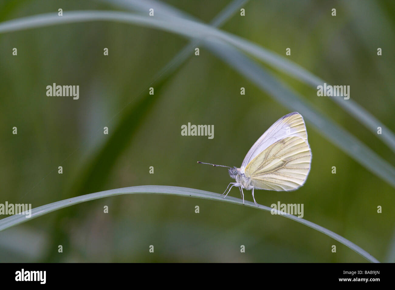 White butterfly on a blade of grass Stock Photo