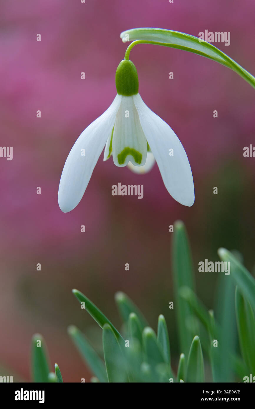 Snowdrops Rhs Galanthus hybrid Snowdrop Spring photographs taken at RHS Garden Harlow ...