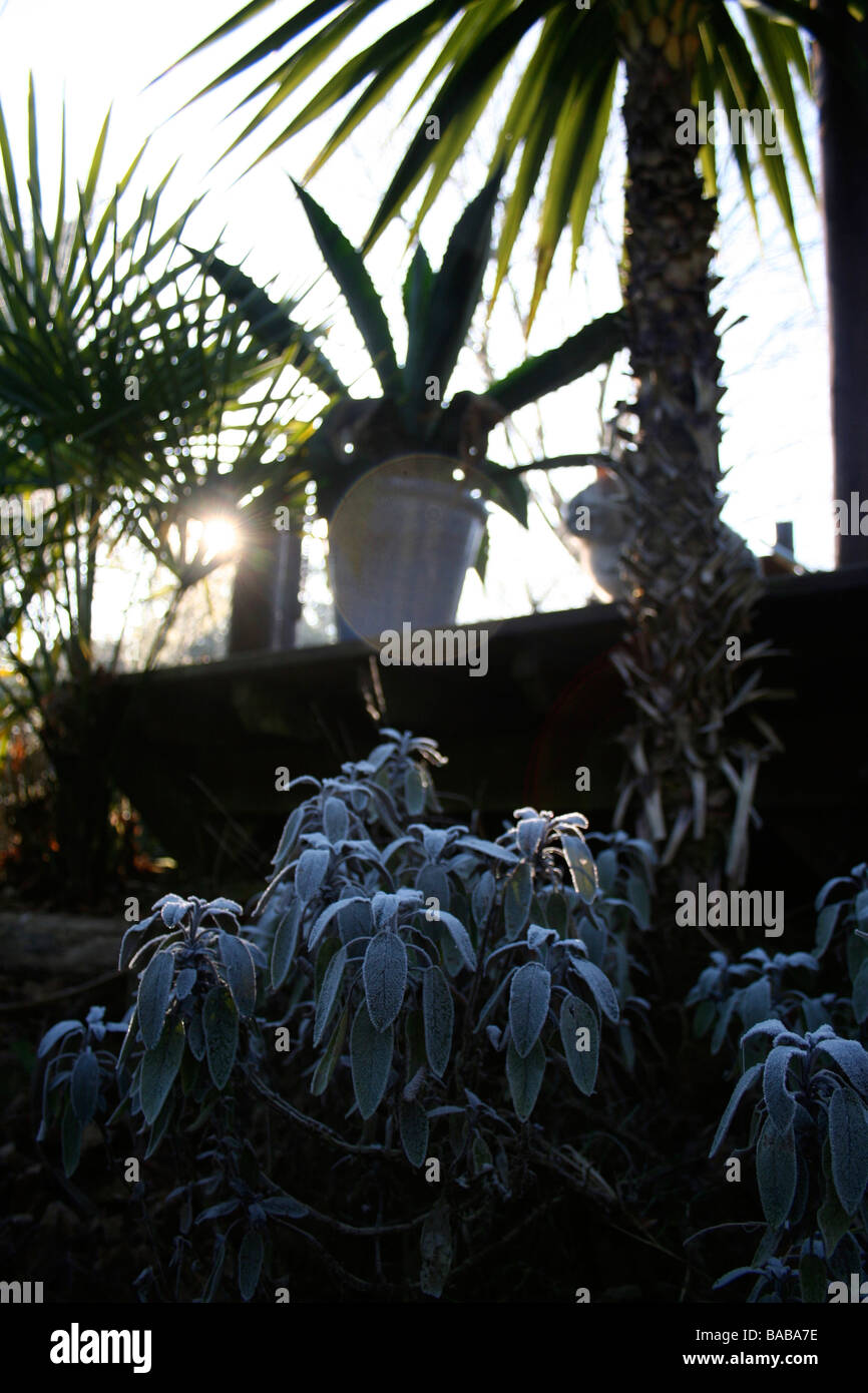 Morning frost on sage plant (Salvia officinalis 'Purpurascens'), palms and aloes in background, garden Stock Photo