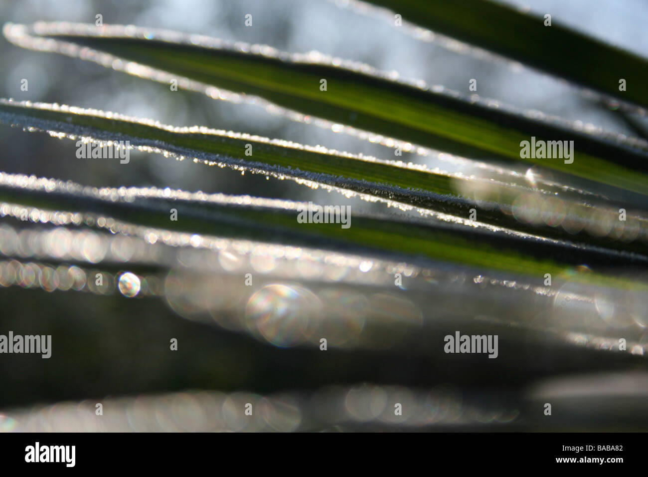 Trachycarpus fortunei / Chusan palm leaf with frost catching morning sunlight, dark background Stock Photo