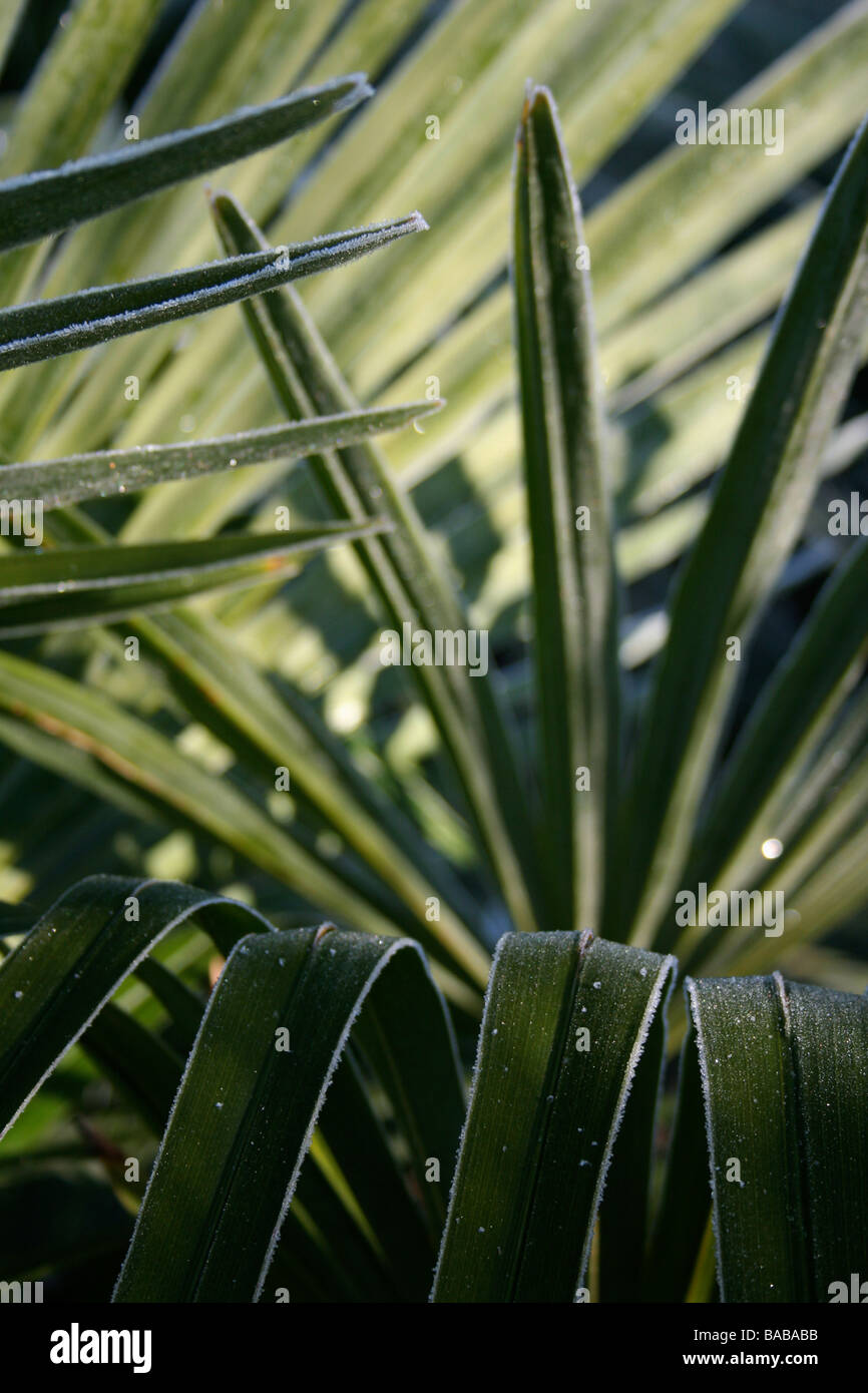 Trachycarpus fortunei / Chusan palm leaf with frost catching morning sunlight Stock Photo