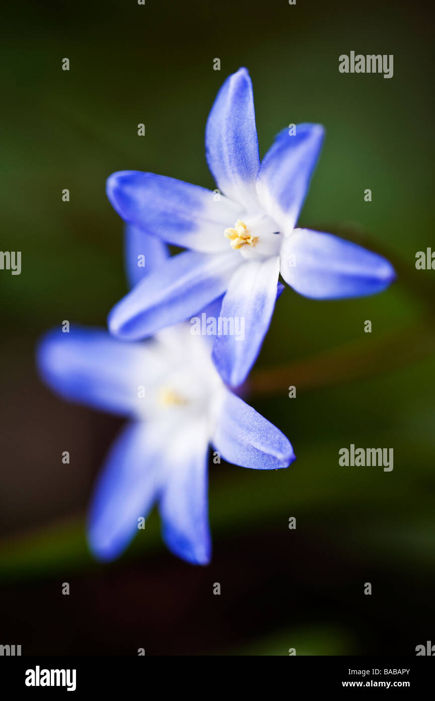chionodoxa forbesii, glory of the snow Stock Photo - Alamy