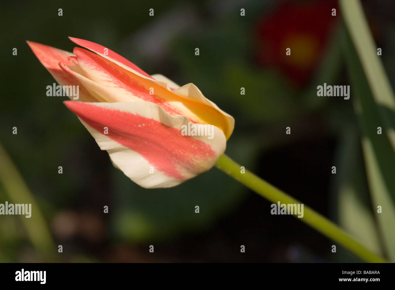 Beautiful blooming flowers spring hi-res stock photography and images ...