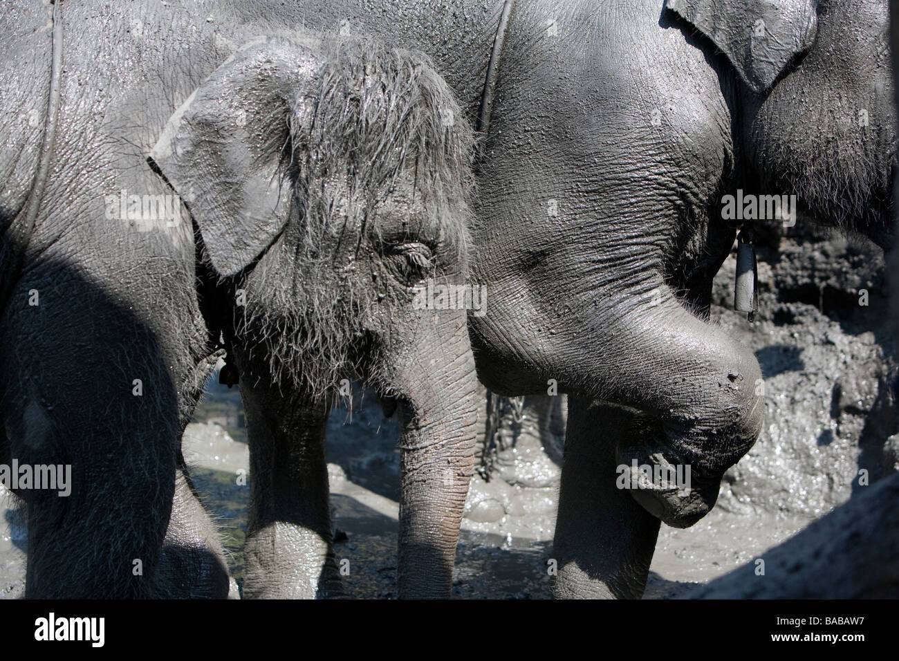 Elephants bathing in mud,thailand Stock Photo - Alamy