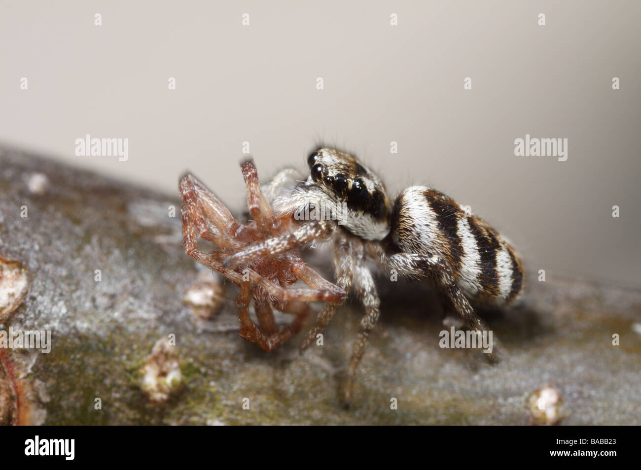 A zebra jumping spider with its prey (Salticus scenius Stock Photo Alamy