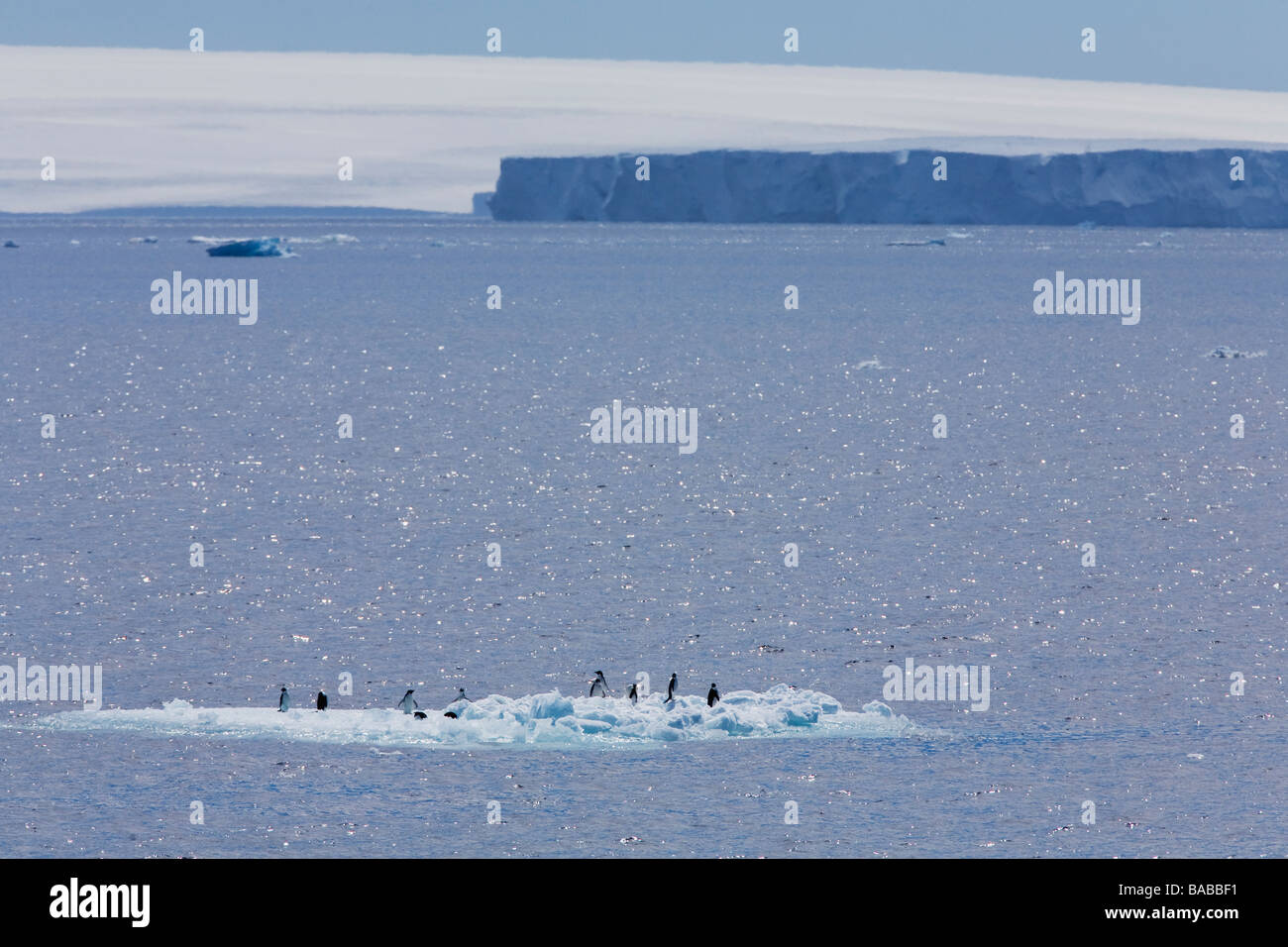 Adelie Penguin Pygoscelis adelie on icebergs  Antarctic Peninsula near Paulet Island Antarctica Stock Photo