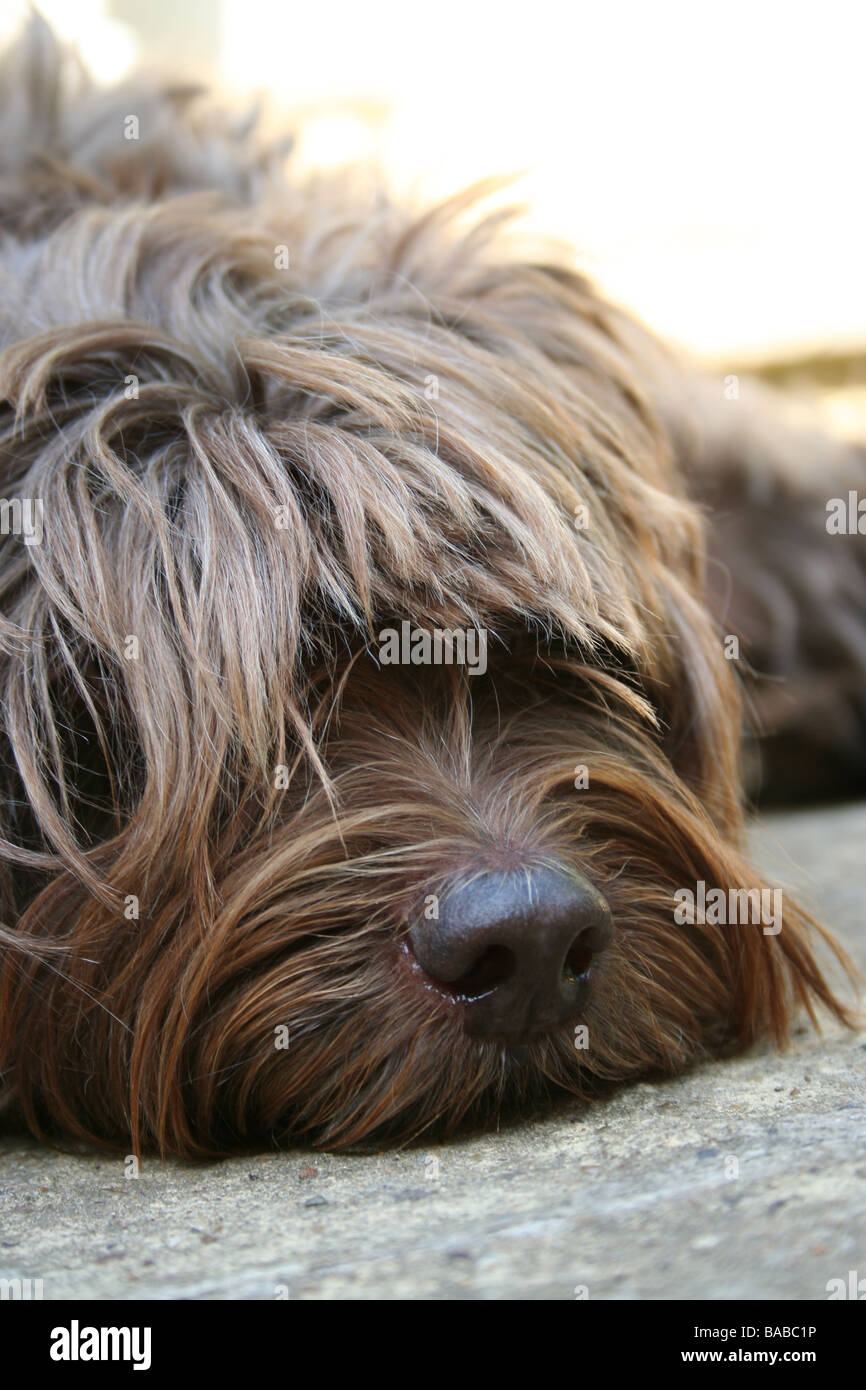 Tibetan Terrier dog, sleeping with his head on the ground Stock Photo