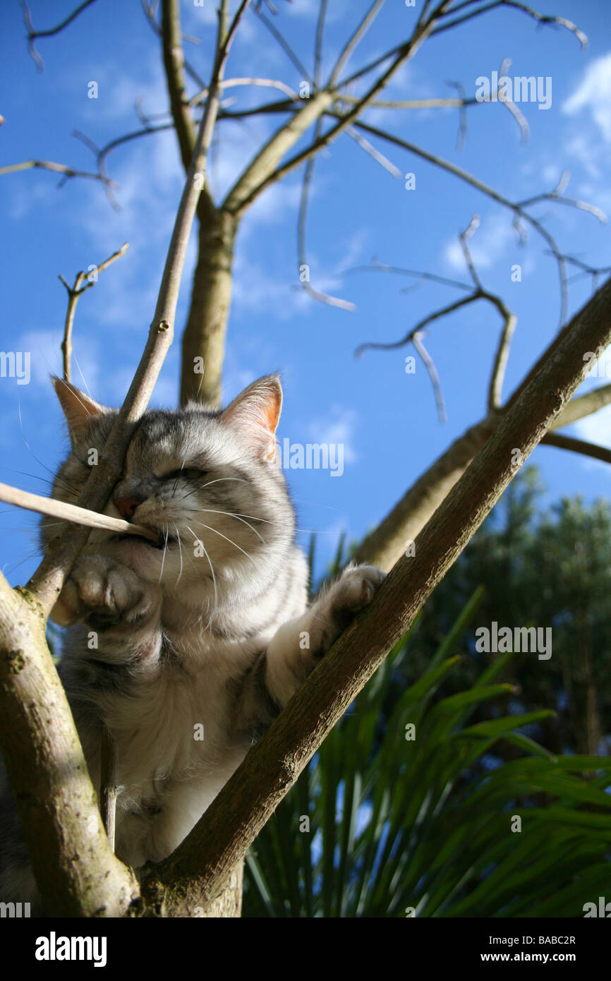 Cat in a tree, biting on a twig Stock Photo