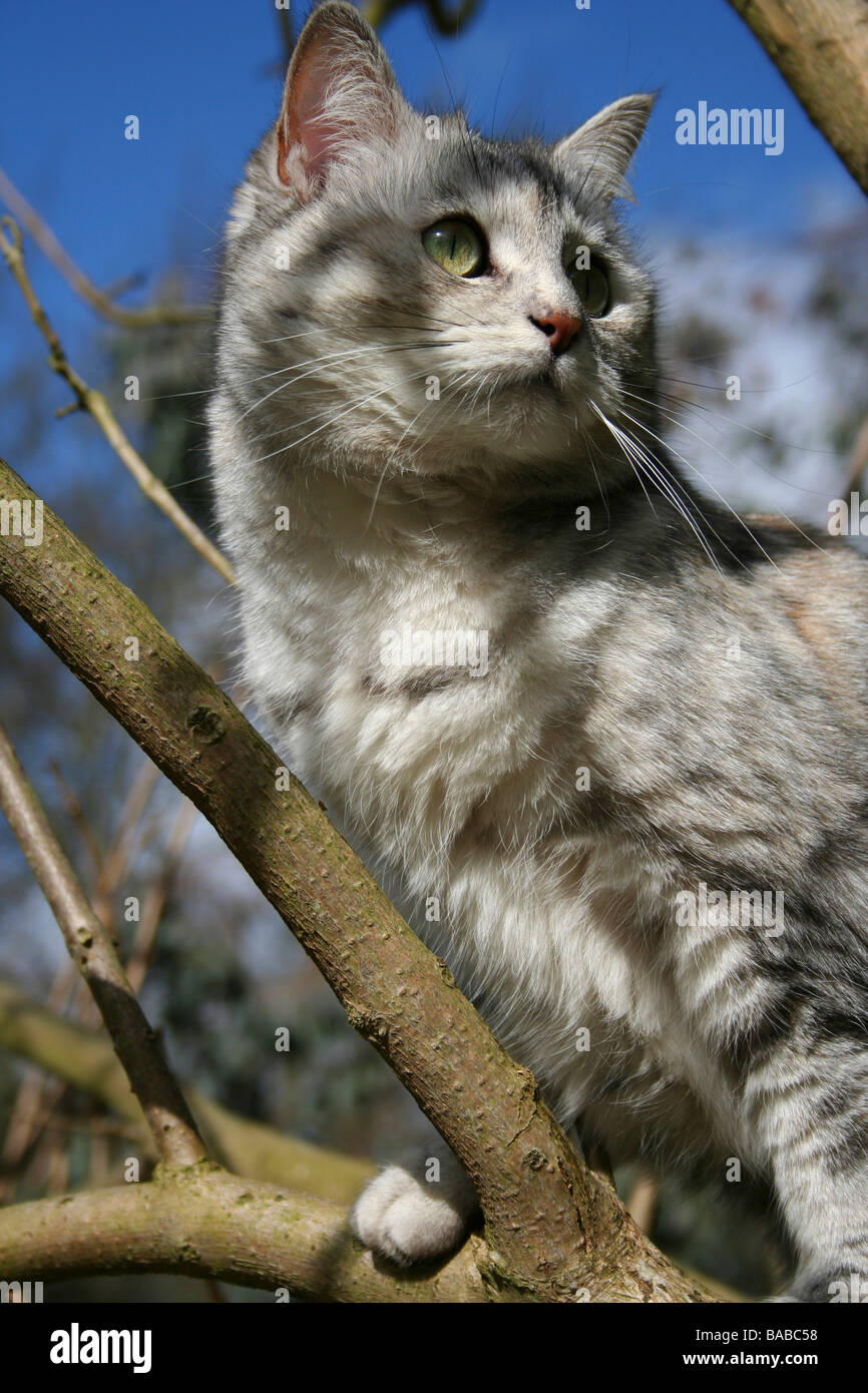 Cat stuck tree hires stock photography and images Alamy