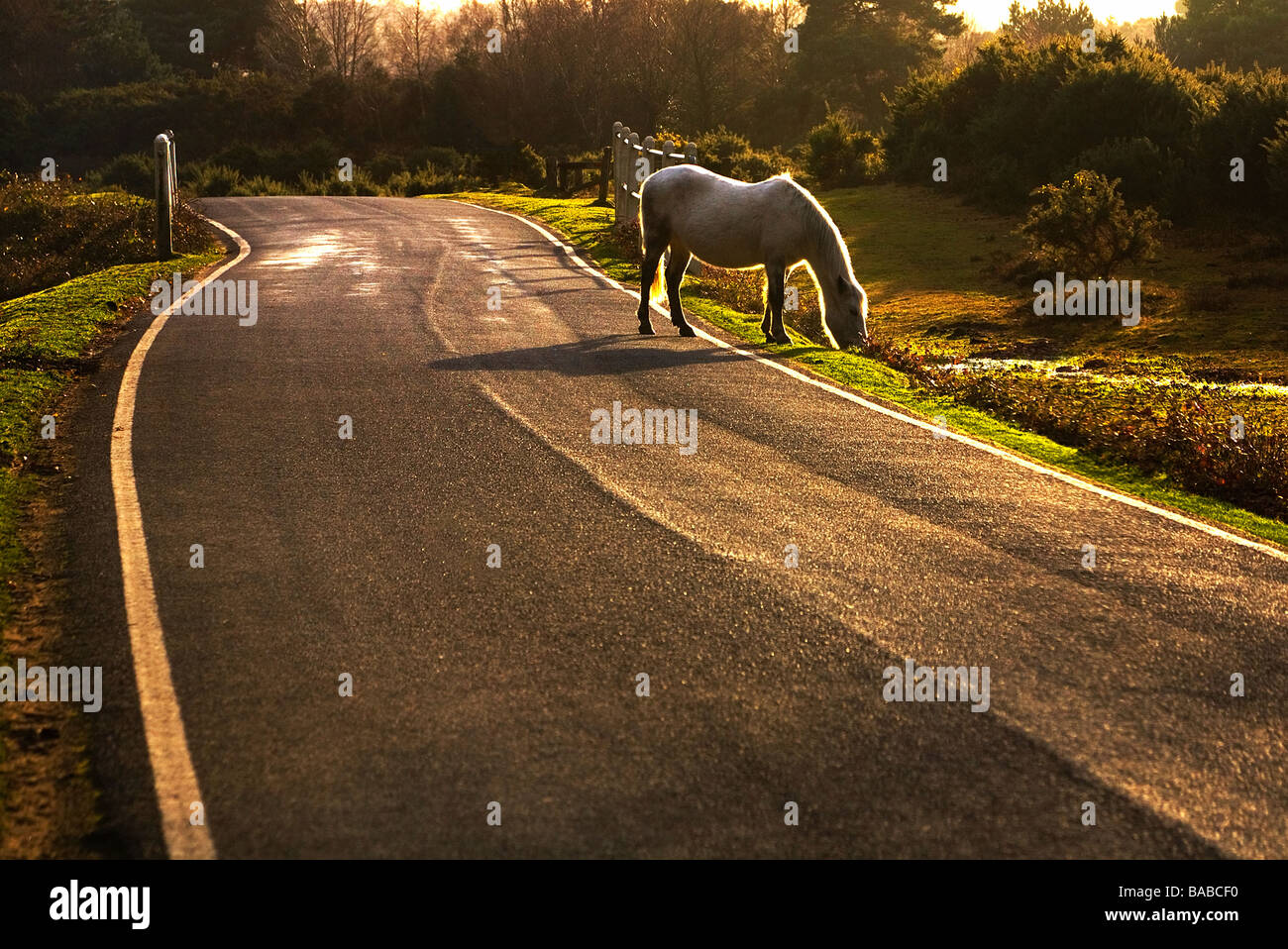 A free ranging pony grazing by the side of the road in early evening sunshine. New Forest National Park, Hampshire, UK. Stock Photo