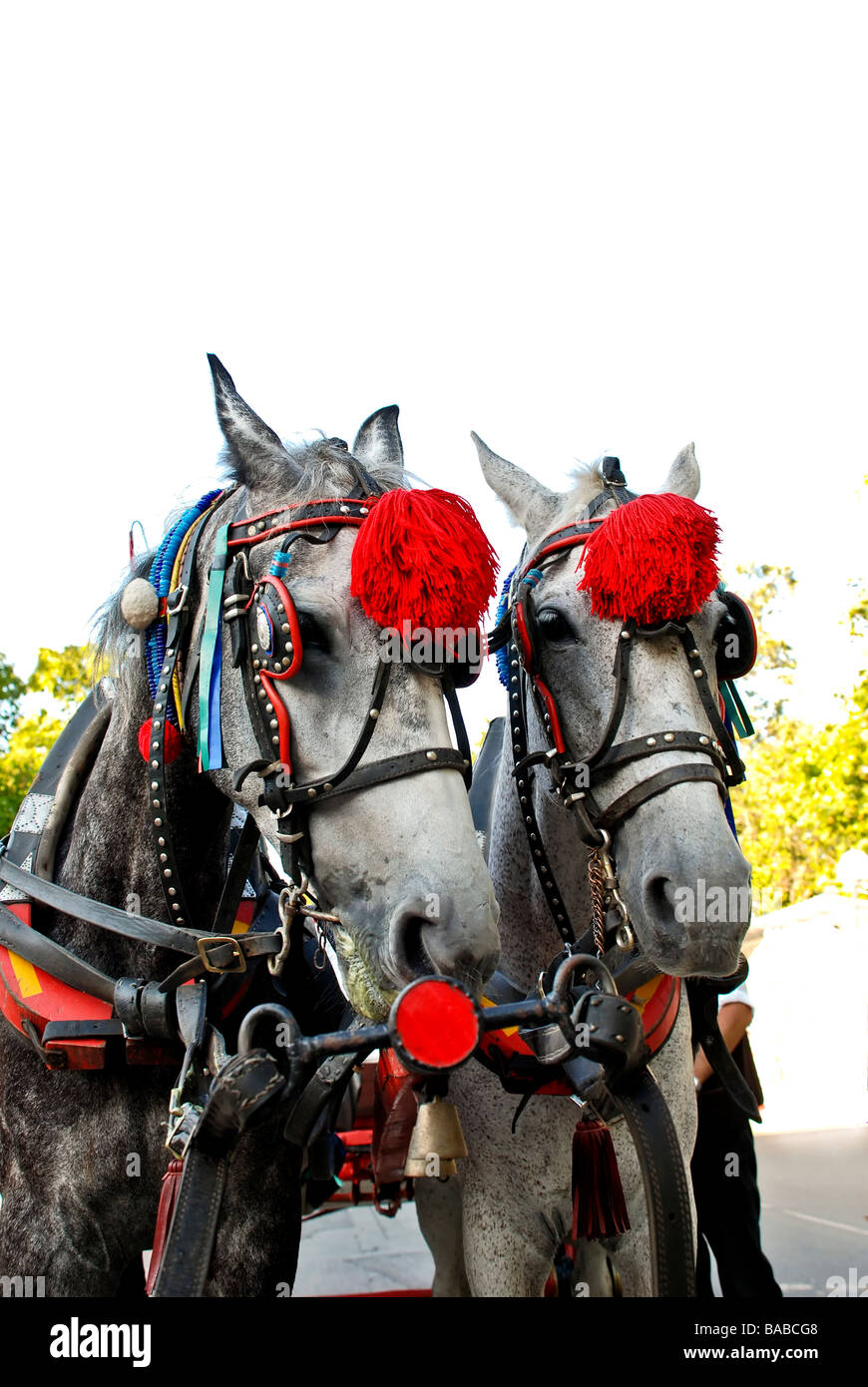 Two horse in ornamental harness . Stock Photo