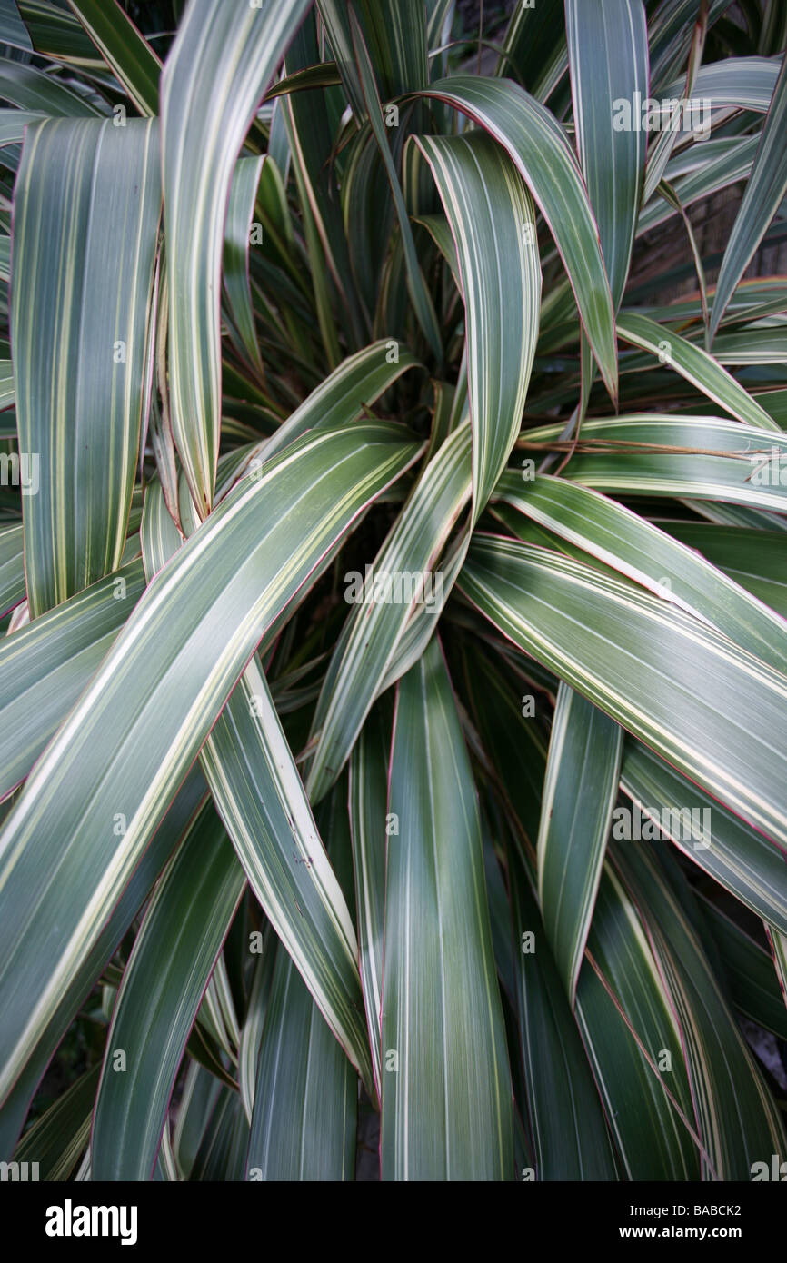 New Zealand flax / Phormium, pink edged, wide angle view Stock Photo