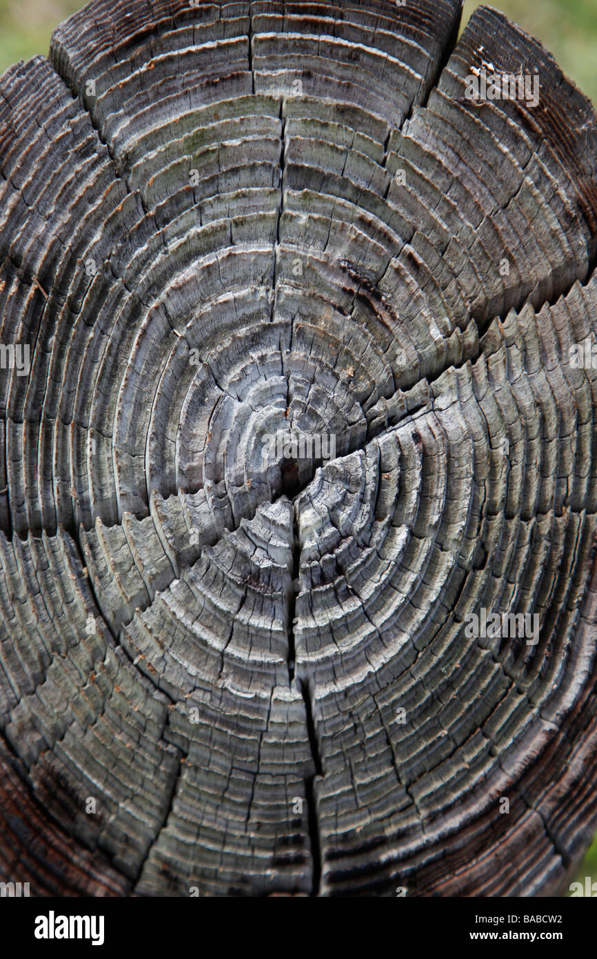 wood log with rings and aging Stock Photo
