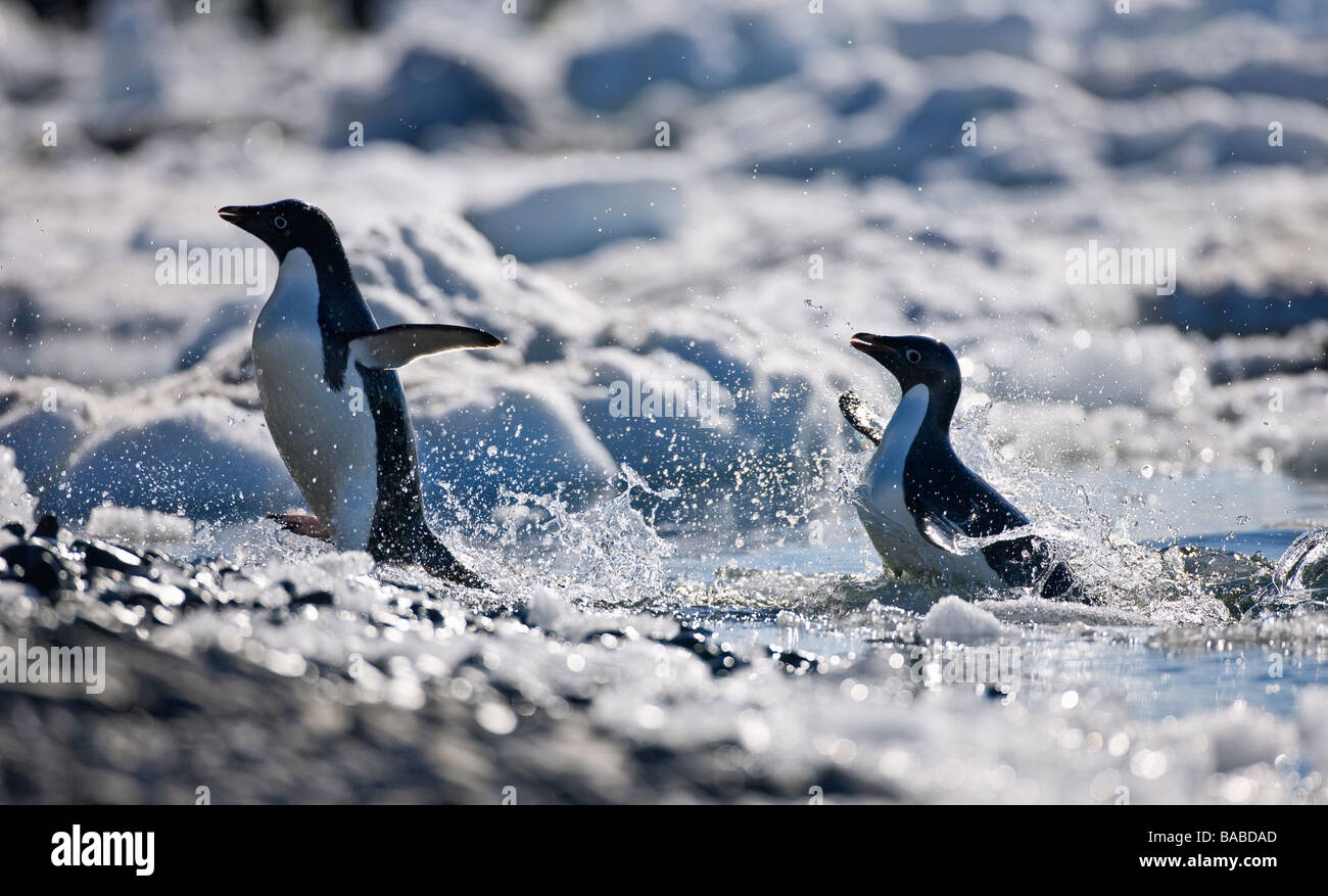 Adelie penguins Pygoscelis adeliae leaving the water Paulet Island Antarctic Peninsula Antarctica Stock Photo